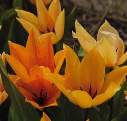 Tulipa praestans Bloemenlust Een meerbloemig tulpje, per bloemsteel verschijnen twee tot vijf rode bloemen. Het brede lancetvormige blad is voorzien van een opvallende goudgele rand. Een sport van T.
