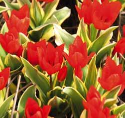 vuursteenslotmusket. Een mooie naam voor dit vurige meerbloemige tulpje. Uit iedere bol verschijnen vijf tot zeven bloemen. Een cultivar van de species die voorkomt in het zuiden van de Pamir Alai o.