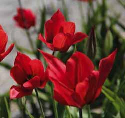 Tulipa praestans Zwanenburg Variety Scharlakenrode bloemen, die met meerdere uit een bol verschijnen, maken deze al wat oudere cultivar, uit handen van de heer Hoog, nog steeds aantrekkelijk.