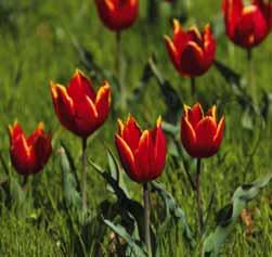 Tulipa saxatilis Al in het begin van de 17e eeuw was er sprake van T. saxatilis. Destijds onder de naam The Tulip of Candie. (Candie of Candia is de oude naam voor Kreta).