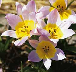 De tot drie komvormige en geurende zacht lilaroze bloemen met een geel hart en paarse meeldraden bloeien in april. Bestelnr. 1152 25 st. 4.00 100 st. 15.00!20-30 @4 #10 $6-8 %6 Z-L Tulipa schrenkii (Synoniem: T.