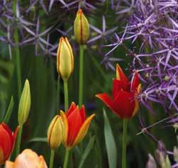 Tulipa sprengeri Intro: 1894. De vindplaats is het Pontisch-gebergte in de buurt van Amasya in Turkije. Dit is de laatstbloeiende van alle Tulipa species, eind mei, begin juni.