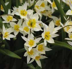 Tulipa tarda Intro: 1933 daarvoor jarenlang met de naam T. dasystemon door het leven gegaan. Herkomst: Tien Shan. De vier tot zeven kronkelige en glanzende bladeren vormen een rozet.