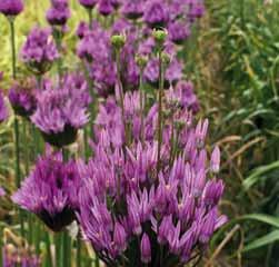 90!50 @5-7 #5 $6-8 %I. Z-L Allium lipskyanum Herkomst: Tadzjikistan en Oezbekistan. De smalle bekervormige naar boven wijzende bloemen, aan de bovenzijde overgaan naar klokvormig, zijn purperpaars.