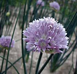 00 3 st. 14.25!50 @5-6 #15 $10-15 %I. Z Allium litvinovii Arnis Seisums verzamelde deze in Sari-Chilek, in het zuidoosten van het Chatkal-gebergte in Oezbekistan.