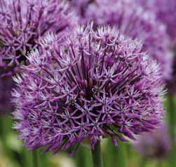 Het bloemscherm bestaat uit 2 cm grote stervormige witte bloemen, aan de buitenzijde van ieder bloemblaadje verfraaid met een zeer opvallende roodbruine nerf. Bestelnr. 221 3 st. 6.75 5 st. 11.00!