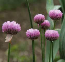 Allium rubellum Uit de bolvormige knop die omhuld is door een purperrood vliesje ontluikt een compacte bolvormige bloeiwijze met talrijke, helderroze klokvormige bloempjes, die elk een purperen
