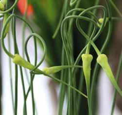 ophioscorodon (Synoniem: A. controversum) Knoflook (Allium sativum) wordt al in 1601 beschreven in Clusius Rariorum Plantarum Historia. De sierwaarde zit m in de spiraalvormige bloemstengel.