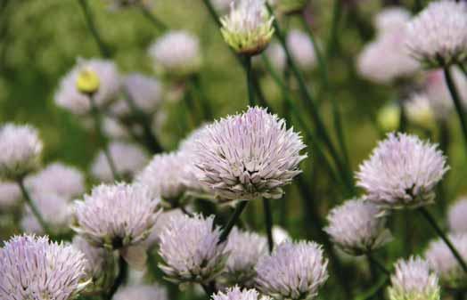 Allium schoenoprasum Bieslook voor in de siertuin. Een ui waar u regelmatig van kunt genieten.