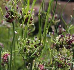 Volgens een recent verschenen artikel van de heer Piet de Jong zou het aanbod verder moeten gaan onder de naam: Allium Blue Eddy.