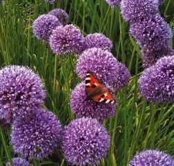 15-20 @7-8 #10 $6-8 %I. Z Allium Summer Beauty Een rijk bloeiende en uitbundig groeiende selectie uit de Europese species A. lusitanicum, voorheen Allium senescens subsp. montanum.