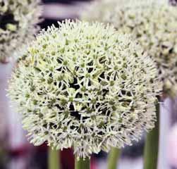 Allium victorialis (Synoniemen: A. microdictyum, A. ochotense en A. latissimum) Intro: 1753. Victorialis betekent: overwinnen, zegevieren.