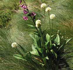 De glanzende bloem doet denken aan Allium christophii, wellicht was het één der kruisingsouders. De bloemkleur is violetachtig met op ieder kelkblaadje een groenig streepje. Lang houdbare snijbloem.