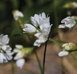 Allium zebdanense (Synoniem: A. chionanthum) Dit in 1859 beschreven sieruitje vertoont enige gelijkenis met de eerder beschreven A. cowanii maar dan wel als een vroegbloeiende en verfijnde uitgave.