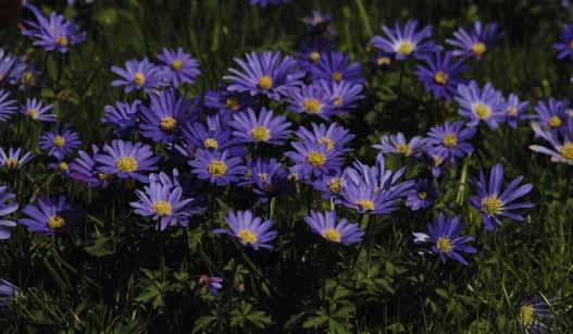 ANEMONE BLANDA Van voor 1700 dateren de eerste beschrijvingen van deze in