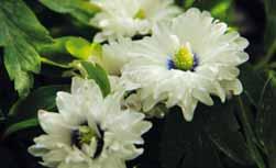 Anemone nemorosa Blue Eyes Een halfgevulde witbloeiende bosanemoon uit Engeland.