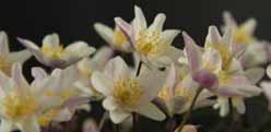 H-S Anemone nemorosa Frühlingsfee Een al wat oudere variëteit met lichtroze bloemen, voorzien van een donkerroze
