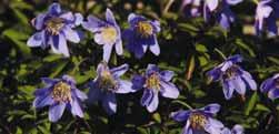 H-S Anemone nemorosa Gerry Helderblauwe, relatief grote bloemen waarover zich een zilvergrijze gloed bevindt.