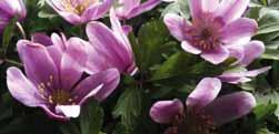 12.00!15 @3-4 #5 $2-3 %I. H-S Anemone nemorosa Lychette Vrij grote open witte bloemen met een zweempje van lichtblauw.