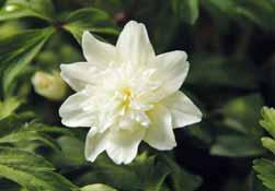 H-S Anemone nemorosa Tinney s Blush Een halfgevulde bloem, opgebouwd uit slanke bloemblaadjes, wit en naar het hartje blauw. Bestelnr. 7307 3 st. 7.50 5 st.