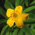 ranunculoides. Bestelnr. 308 3 st. 7.50 5 st. 12.00!15 @3-5 #5 $2-3 %I.