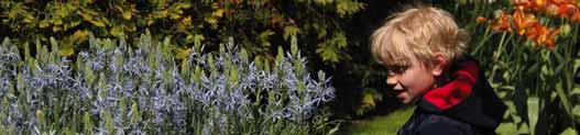 Naast een voedselrijke zandgrond gedijt Camassia ook op een zwaardere kleigrond, zolang de grond in de winter maar niet te nat blijft. Camassia cusickii Intro: 1888. Herkomst: noordoost-oregon (U.S.A.