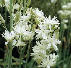 Camassia leichtlinii Caerulea Statige, blauwe bloemtrossen, bezet met grote stervormige donkerblauwe bloemen, worden gedragen door stevige rechte bloemstelen.