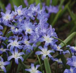 Camassia quamash (Synoniem: o.a. C. esculenta) Afkomstig uit Californië, en oostwaarts tot Montana en Utah.