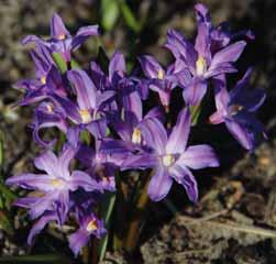 100 st. 11.00!15 @3-4 #5 $5 %5 Z-S Chionodoxa Pink Giant Een grootbloemige zachtroze selectie uit de jaren veertig in de vorige eeuw.