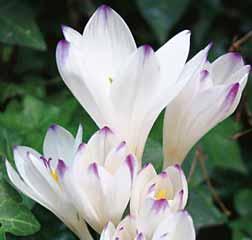 Colchicum bulbocodium (Synoniem: Bulbocodium vernum) Nederlandse naam: de rode krokus. Is bekend sinds 1629. Komt voor in de Pyreneeën, de Alpen, de Balkan en de Kaukasus.