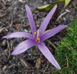 De bloemen die in januari tevoorschijn komen, zijn zachtlila. Ze verlangen een goed gedraineerde grondsoort. Bestelnr. 2101 5 st. 3.50 10 st. 6.50!10 @1-2 #10 $6-8 %6 Z Colchicum byzantinum (Synoniemen: C.