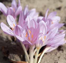 Het brede, sterk geribde blad verschijnt in het voorjaar. Uit de opvallend grote knol ontluiken een twintigtal purperroze bloemen.
