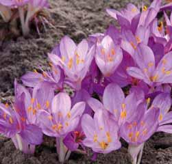 Colchicum cilicicum Purpureum (Synoniem: C. cilciicum var. purpureum) Een keizerlijk paarse vorm van de in Turkije, Syrië en Libanon voorkomende species C. cilicicum. De geurende bloemen zijn verfraaid met ragfijne grijswitte nerfjes op de buitenzijde van de bloemblaadjes.