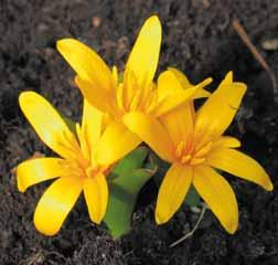 De drie tot vier boterbloemgele bloemen worden veelal door een bruinpurperen bloembuis omvat. Het blad verschijnt vrijwel gelijktijdig met de bloemen. Bestelnr. 023 p.st. 13.50 