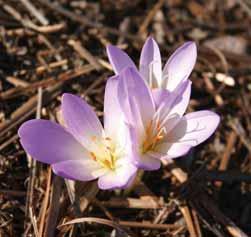De zacht helderroze bloemen hebben een wit hart dat mooi contrasteert met de oranjegele meeldraden. Rijke bloei en compacte groeiwijze. Bestelnr. 9431 p.st. 4.95 3 st. 13.50!