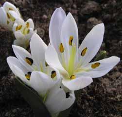 De witte, of soms roze bloemetjes zijn zeer klein en verschijnen in het vroege voorjaar.