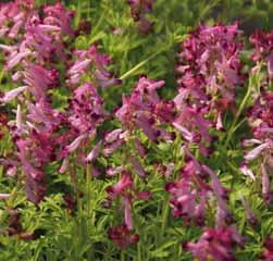 Corydalis BEHOORT TOT DE FAMILIE DER PAPAVERACEAE Volgens een Oudgrieks woordenboek betekent korys of korythos: hoofdbedekking, helm of stormkap.