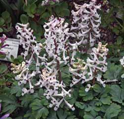 H-S Corydalis glaucescens Medeo Op zijn allereerste reis naar de bergen trof Janis Ruksans een Corydalis aan in het Medeo-gebergte in Kazachstan.