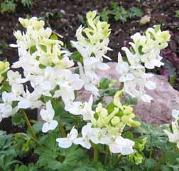 De compacte bloemtros bestaat uit vele gespoorde bloemen die een kleurscharkering van diep purper met heel lichtroze of wit vormen. (S) Bestelnr. 8073 p.st. 15.00 3 st. 42.00!20-25 @2-3 #5 $6-8 %I.