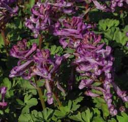 Corydalis popovii Lange, sierlijk gebogen, witte sporen met een sterk contrasterend diep fluweelpurperen neusje sieren deze, waarschijnlijk meest grootbloemige species.