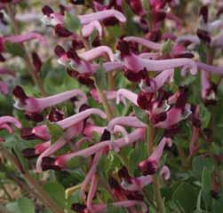 7126 p.st. 17.00 3 st. 48.00!15 @3-4 #5 $6-8 %I. Z-L Corydalis schanginii subsp.