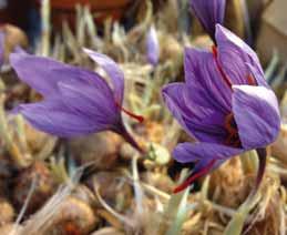 Het aanbod is afkomstig uit het ruige Taygetos-gebergte en heeft een heldere witte bloem met opvallende oranje keel. Bestelnr. 9422 p.st. 7.95 3 st. 22.50!10-12 @10 #5 $5 %I.