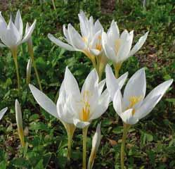 Elke bloem bevat een stamper met drie stempels en voor vijf gram kostbaar saffraan zijn circa 600 tot 700 bloemen nodig. Bestelnr. 2174 10 st. 3.50 25 st. 8.00!10-12 @10 #5 $6-8 %10 Z Crocus speciosus subsp.