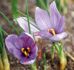 speciosus voor, die door Janis Ruksans onderverdeeld worden in meerdere species, subspecies, types. Hij wijdt hier meerdere pagina s aan in zijn boek The World of Crocuses.