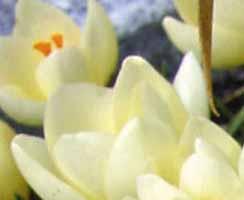 Crocus chrysanthus De opvallende