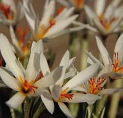 Crocus corsicus (Synoniemen: C. insularis en C. minimus subvar. corsicus) Intro: 1838. Ze worden nog aangetroffen op Middenen Noord-Corsica.