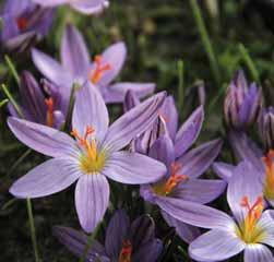 De bloemen van het zeer aparte krokusje zijn aan de binnenzijde licht- tot donkerpaars, de buitenzijde is geelachtig met één, soms drie violette streepjes met een verfijnde nervatuur.