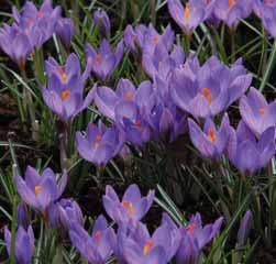 Een selectie die dateert van 1939 en zich onderscheidt van de oorspronkelijke species door de fellere roze kleur met een violette glans, tegen het blauw aan.