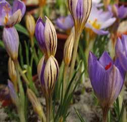 De drie binnenste bloemblaadjes zijn heliotroopblauw met drie kleine paarse veertjes. De basis is geel. Bestelnr. 476 5 st. 4.95 10 st. 9.50!15 @1-2 #5 $5 %5 Z-L Crocus korolkowii Intro: 1880.