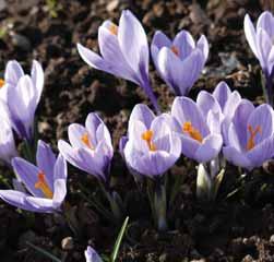 Crocus minimus Bavella Geïntroduceerd door Alan Edwards die de knolletjes verzamelde op de Col de Bavella in Corsica. Een opvallende C.